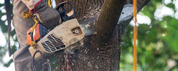 Best Storm Damage Tree Cleanup  in Del Monte Forest, CA