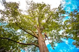 Best Soil Testing and Treatment  in Del Monte Forest, CA