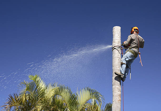 Best Tree Maintenance Programs  in Del Monte Forest, CA