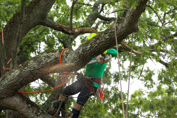 Best Tree Trimming and Pruning  in Del Monte Forest, CA