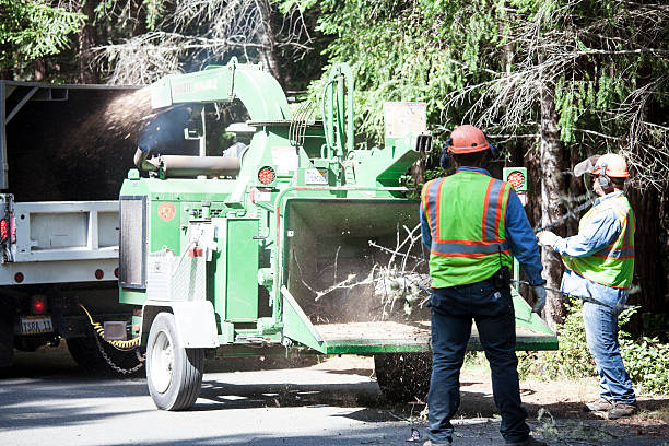 Best Tree Cabling and Bracing  in Del Monte Forest, CA