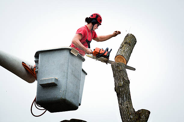 How Our Tree Care Process Works  in  Del Monte Forest, CA