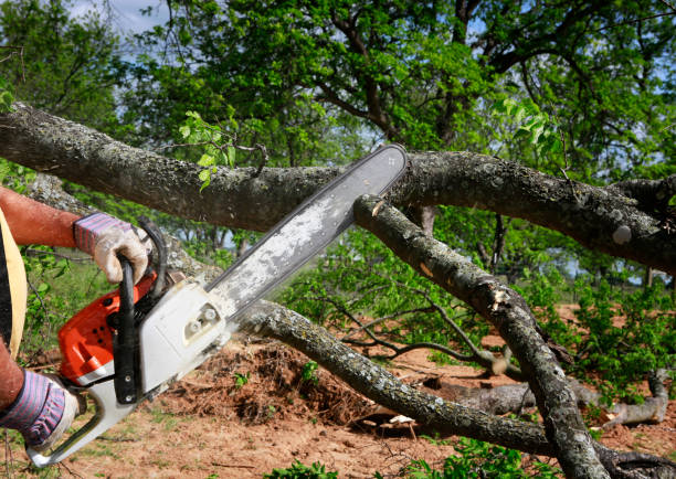 Reliable Del Monte Forest, CA Tree Care Solutions