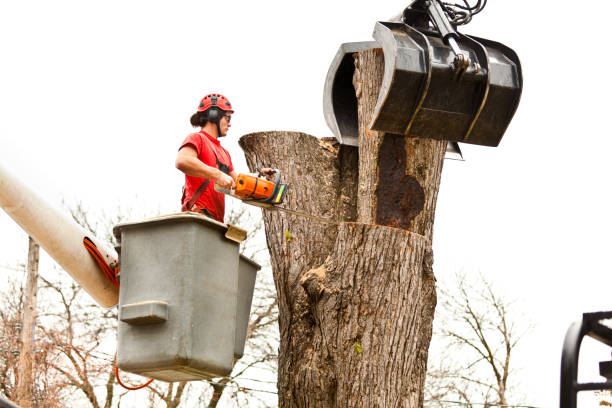 Best Tree Preservation Services  in Del Monte Forest, CA
